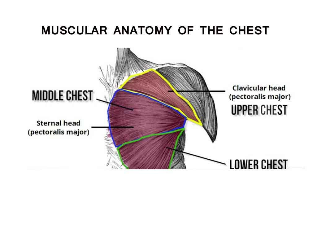 chest workout for men