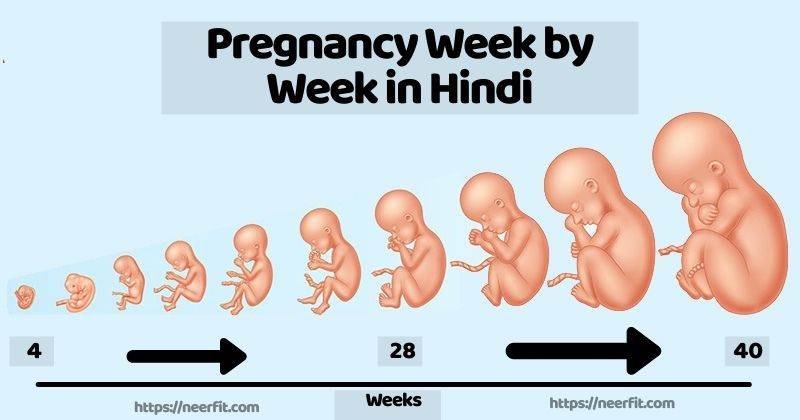 प्रेगनेंसी के बारे में सप्ताह दर सप्ताह – pregnancy week by week in hindi